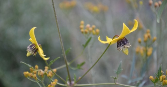 Clematis graveolens